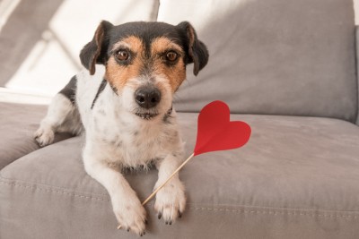 Romantic Jack Russell Terrier dog. Lovable dog is holding a heart to the Valentine's Day in the mouth