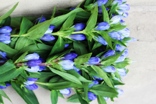 Gentian,Blue,Flowers