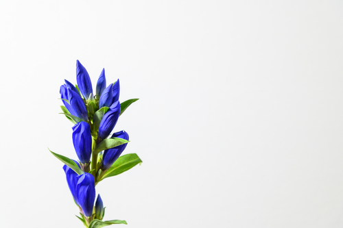 Gentian,In,A,White,Background